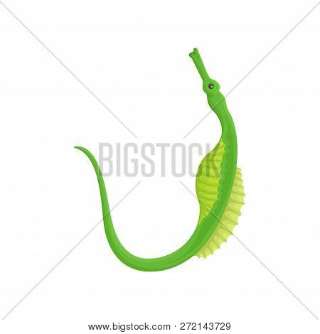Green Seahorse With Long Tail. Marine Animal. Small Ghost Pipefish. Sea Creature. Underwater Life. F