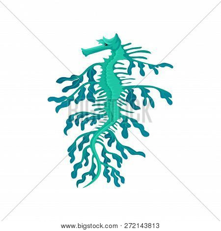 Small Weedy Sea Dragon. Turquoise Seahorse. Marine Creature With Long Snout. Exotic Sea Animal. Flat
