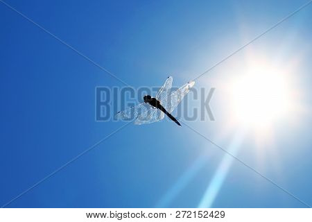 Dragonfly
A Dragonfly Is An Insect Belonging To The Order Odonata, Infraorder Anisoptera. Adult Drag