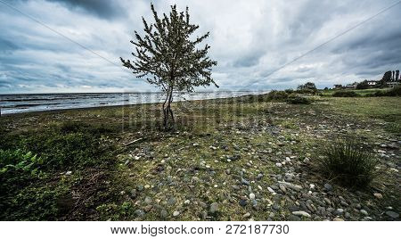 Rusty Bridge And Tree Stretching Into The Lifeless Sea, Caspian Sea Under Blue Sky In Early Septembe