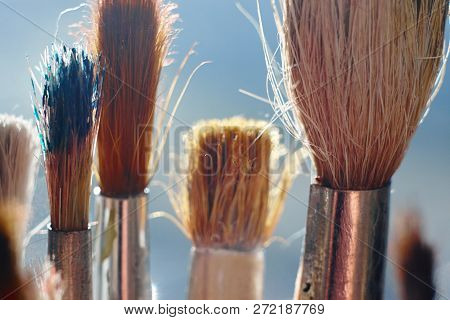 A Few Fluffy Paintbrush, Illuminated By The Sun
