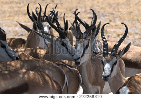 A Group Of Male Impala Antelopes Aepyceros Melampus In Nxai Pan National Park, Botswana