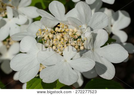 Japanese Snowball, Viburnum Plicatum, Close Up Of The Flower Head
