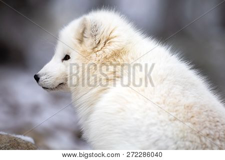 Close-up Of Arctic Fox In White Winter Coat Sitting