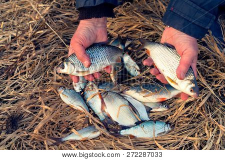 Fisherman holds roach fish, bragging about the catch, toned image