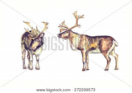 Reindeers Male Standing, Front And Side View, Isolated Watercolor Illustration