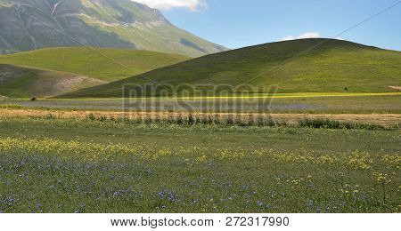 Umbria, Italy, Cultivated And Flowery Fields Of Pian Piccolo Near Castellucio Di Norcia, With Monti 