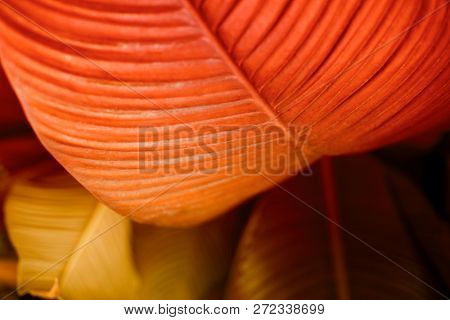 Rsd tropical leaf. Nature background. Soft focus.