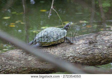 Red-eared Slider On A Branch Is A Freshwater Turtle