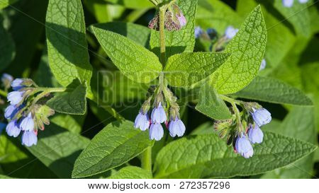 Blossom Prickly Comfrey, Symphytum Asperum, Flowers And Leaves Close-up, Selective Focus, Shallow Do