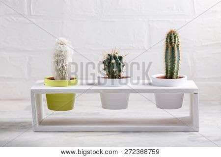 Collection Of Different Cactus On White. Potted House Plants.