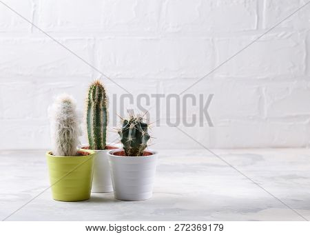 Collection Of Different Cactus On White. Potted House Plants. Copy Space.