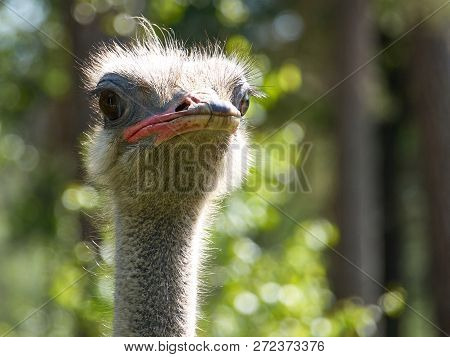 Ostrich Head Closeup With Green Background  Outdoor