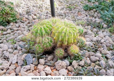 Small Cactus Grows In Ground, Echinopsis Calochlora