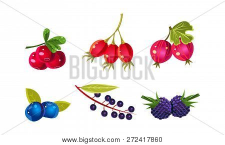 Fresh Ripe Berries Set, Cranberry, Dogrose, Gooseberry, Blueberry, Bird Cherry, Blackberry Vector Il