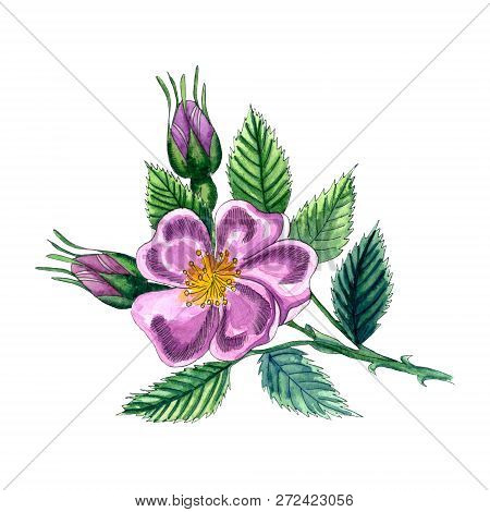 Watercolor Illustration With Dog Rose. Eglantine Flower With Leaves And Berries Isolated On White Ba
