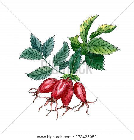 Dog Rose (eglantine Rose), Rose Hip Branch With Berries And Leaves Isolated On White Background. Wat