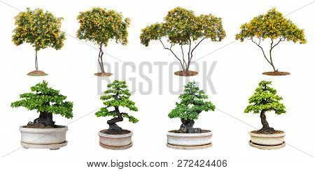 Trumpetflower Trees And Bonsai Trees Isolated On White Background.  Its Shrub Is Grown In A Pot Or O