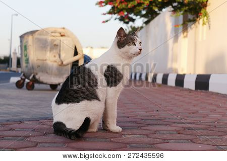 A Cat Stares Far Away While In A Sitting Pose