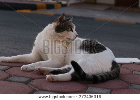 A Cat Lazes Away And Looks Behind While Sitting On Bricks