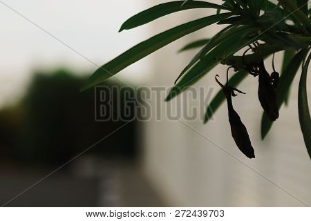 A Dead Flower Bud Hanging Till It Falls