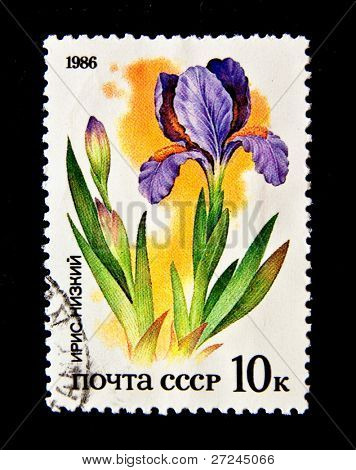SSSR - cca 1986: Známka vytištěna v SSSR ukazuje květiny Iris Low, kolem roku 1986. 