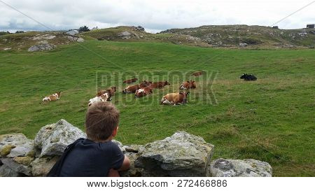Boy Leaning On Rocks Looking At Many Brown Cows Lying On The Grass In A Field.