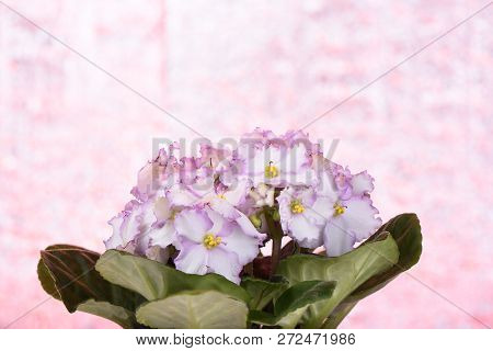 Gentle Pink Flowers Of Saintpaulia Isolated On Decorative Background