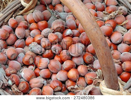 Brown Nuts In The Old Basket In Autumn