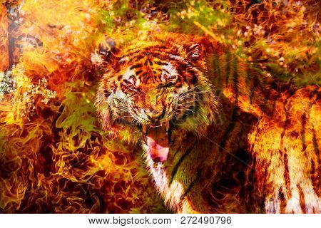 Fantastic Portrait Of A Bengal Siberian Tiger On Fire. Fire Tiger Of Chinese Calendar. Postcard Of T