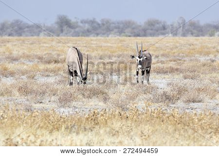 Couple Of Gemsbock, Beisa Oryx Gazella, Stands On Savannah