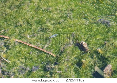 Desert Pupfish In A Pond In The Ash Meadows National Wildlife Refuge In Nevada