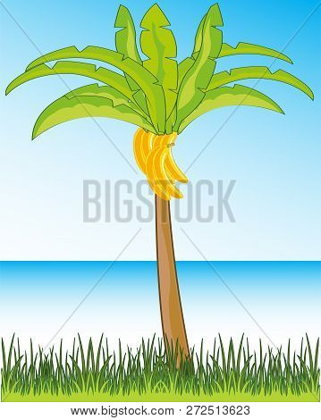 Beautiful Landscape Seeshore And Palms With Banana