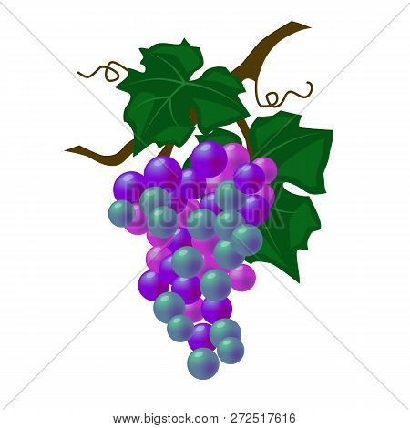 Vector Illustration, Stylized Branches Of Grapes, Isolate On A White Background