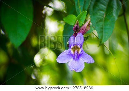 Thunbergia Laurifolia, Five Purple Color Flower Petals And Yellow Color In Center And Green Leaves.