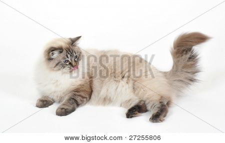 Gatto Ragdoll, disteso davanti a sfondo bianco
