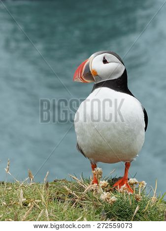 Puffin On The Latrabjarg Cliffs,west Fjords, Iceland