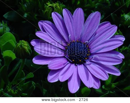 Lilla blomst