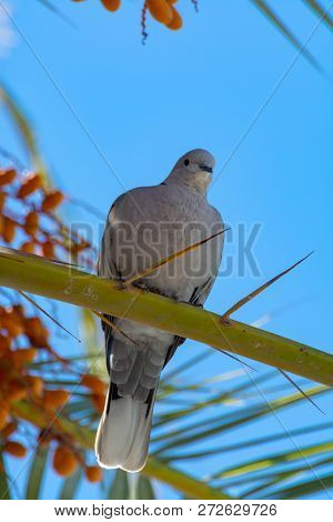 Bunch Of Barhi Dates Fruits Growing On Palm Tree And Grey Canarian Laurel Pigeon Endemic Bird