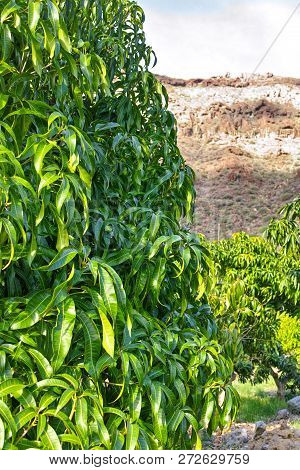 Tropical Mango Tree Growing In Orchard On Gran Canaria Island, Spain. Cultivation Of Mango Fruits On