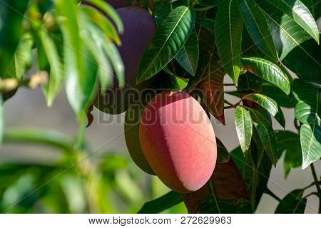 Tropical Mango Tree With Big Ripe Mango Fruits Growing In Orchard On Gran Canaria Island, Spain. Cul