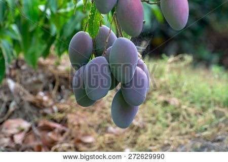 Tropical Mango Tree With Big Ripe Mango Fruits Growing In Orchard On Gran Canaria Island, Spain. Cul