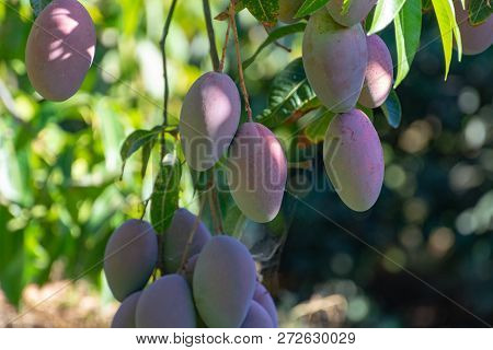 Tropical Mango Tree With Big Ripe Mango Fruits Growing In Orchard On Gran Canaria Island, Spain. Cul