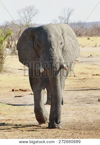 Solitary African Elephant Walking Towards Camera With A Natural Dry Plains Background, Hwange Nation