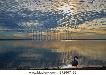Swan Near The Lake During The Colorful Sunset