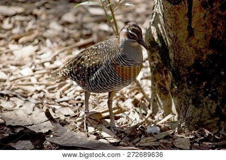 The Buff Banded Rail Is Walking On Wood Chips