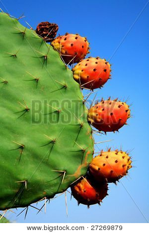 Cactus frugt