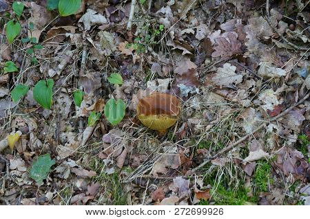 Xerocomus Mushroom Growing In A Dark Forest
