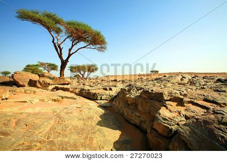 D'Oum Laalag oasi nel deserto del Sahara, Africa