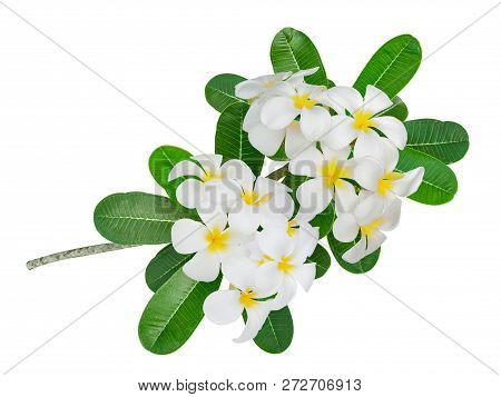 Frangipani Tropical Flower, Plumeria, Lanthom, Leelawadee Flower With Green Leaves Isolated White Ba